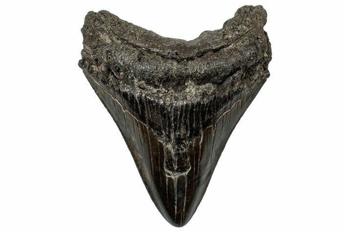 Fossil Megalodon Tooth - South Carolina #310036